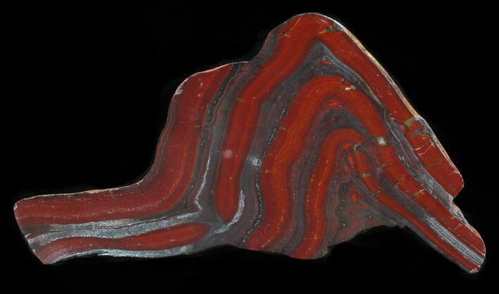 Polished Tiger Iron Stromatolite - ( Billion Years) #62713